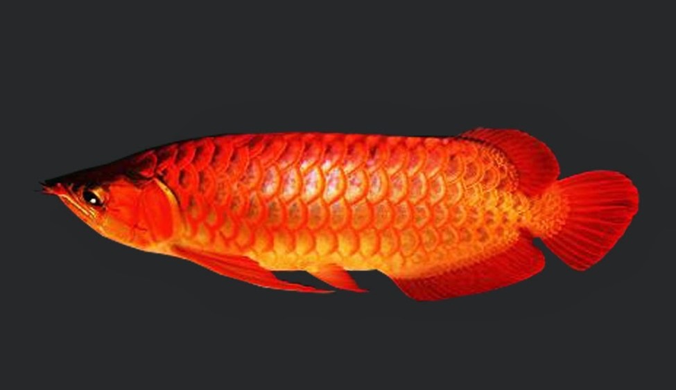 Harga Ikan Arwana Platinum