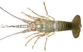 Harga Lobster Air Laut per Kg