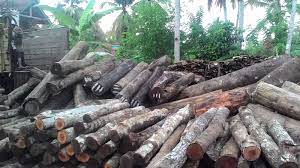 Harga Kayu Akasia Semua Berbagai Ukuran
