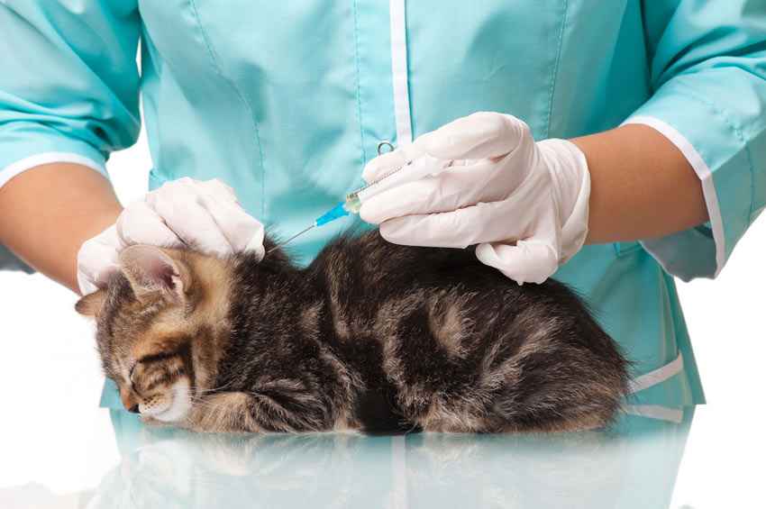 Biaya Suntik Scabies Kucing